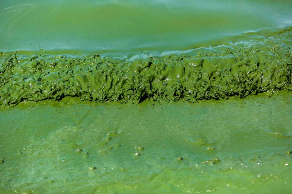 The Manitoba Liberals announced their plan to save Lake Winnipeg from the blue-green algae-bloom assault. (Mikaela MacKenzie / Free Press files)