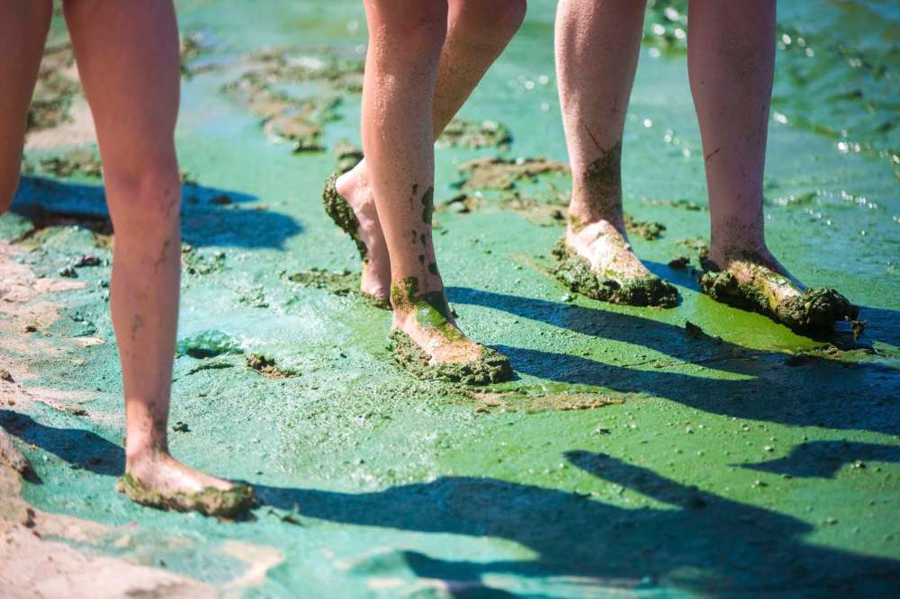 Algae blooms have returned to Lake Winnipeg. ((Mikaela MacKenzie / Free Press files)