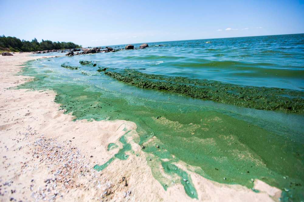 The presence of phosphorus in the Red River has been identified as the culprit for the appearance of green algae in Lake Winnipeg, with the North End sewage treatment plance considered to be the largest, single-point contributor of phosphorus to the lake. (Mikaela MacKenzie / Winnipeg Free Press files)
