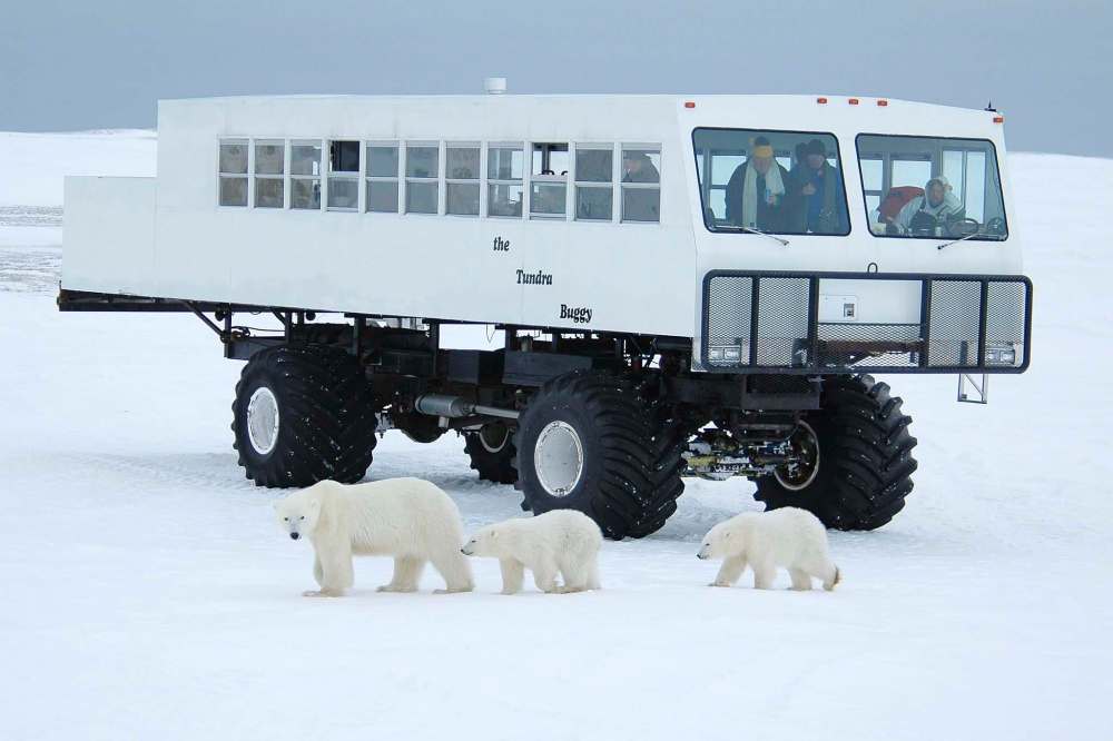 Given its frequent use in Churchill for polar bear tours, it’s no surprise the Tundra Buggy was invented in Manitoba. (Robert Taylor photo)