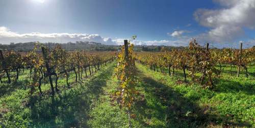Ben MacPhee-Sigurdson / Winnipeg Free Press
Touriga Nacional grapes catch some rare sun at the onset of the rainy winter season.