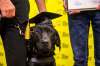 Marion was entirely unbothered by all the attention during the hour-long ceremony, which is part of what makes her a great service animal. (Mikaela MacKenzie / Winnipeg Free Press)