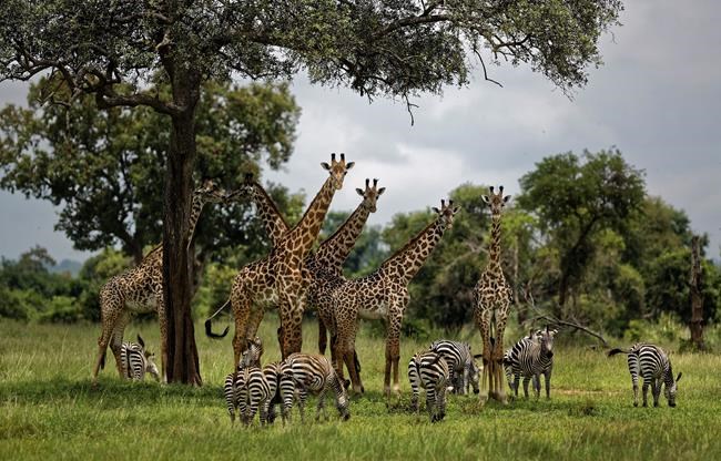 FILE - In this March 20, 2018, file photo, giraffes and zebras congregate under the shade of a tree in the afternoon in Mikumi National Park, Tanzania. The United Nations will issue its first comprehensive global scientific report on biodiversity on Monday, May 6, 2019. The report will explore the threat of extinction for Earth’s plants and animals. (AP Photo/Ben Curtis, File)