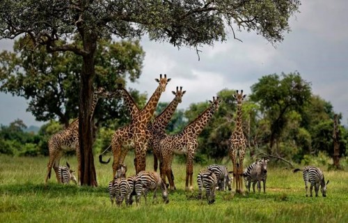 FILE - In this March 20, 2018, file photo, giraffes and zebras congregate under the shade of a tree in the afternoon in Mikumi National Park, Tanzania. The United Nations will issue its first comprehensive global scientific report on biodiversity on Monday, May 6, 2019. The report will explore the threat of extinction for Earth‚Äôs plants and animals. (AP Photo/Ben Curtis, File)