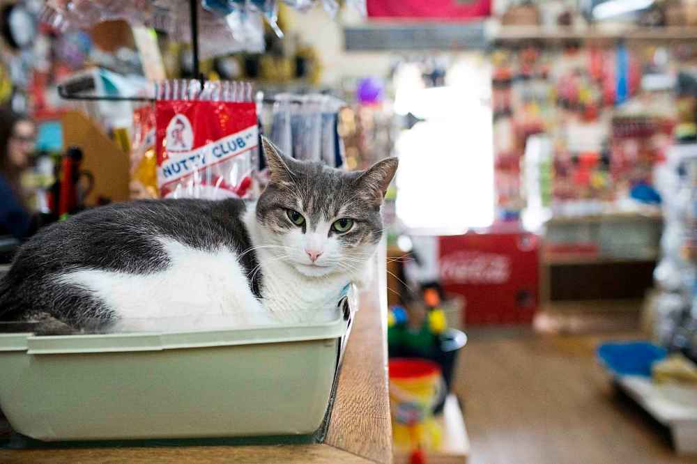 MIKAELA MACKENZIE / WINNIPEG FREE PRESS FILES
Besides the old-timey tools and personal service, Pollock's was home to a cat that always seems to be sleeping on the counter.