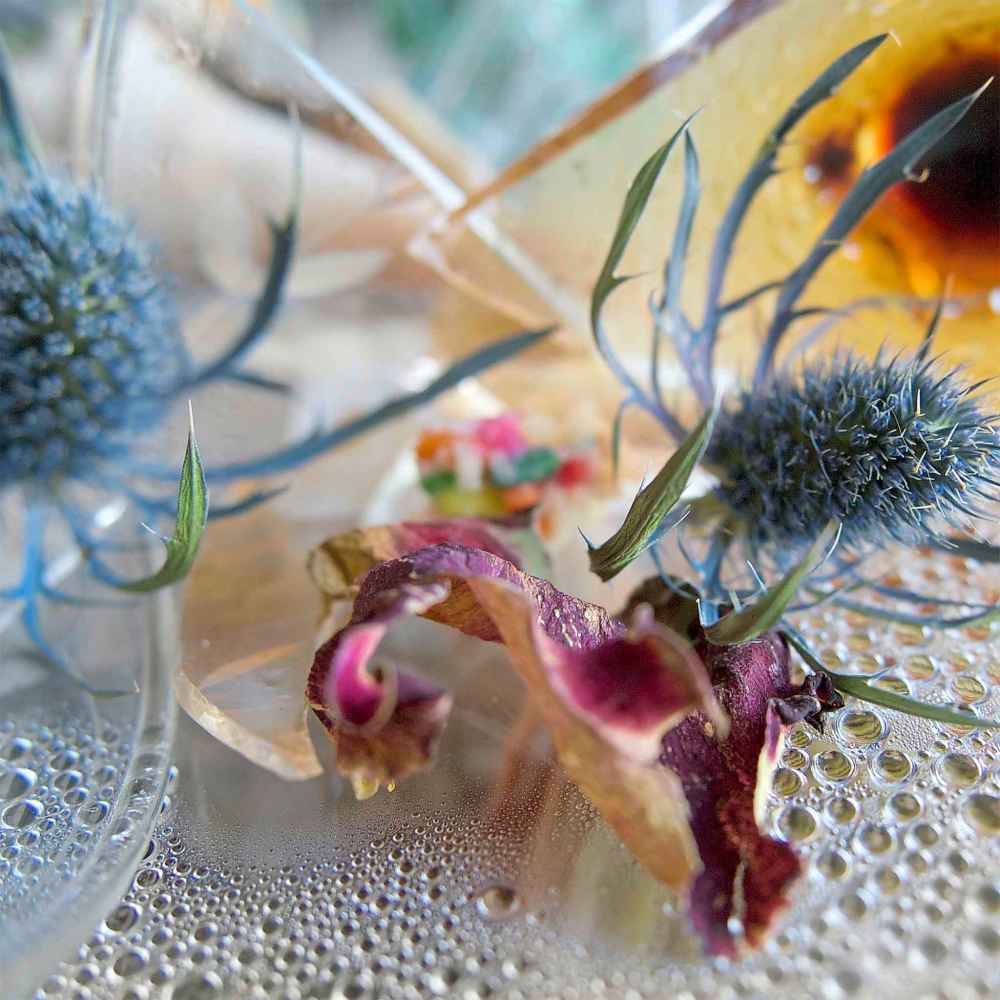Transparent Life (Susan P Gibson photo)