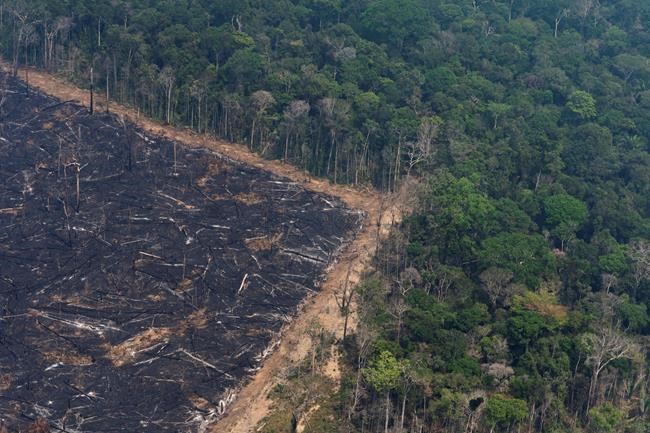 Virgin jungle stands next to an area that was burnt recently near Porto Velho, Brazil, Friday, Aug. 23, 2019. Brazilian state experts have reported a record of nearly 77,000 wildfires across the country so far this year, up 85% over the same period in 2018. Brazil contains about 60% of the Amazon rainforest, whose degradation could have severe consequences for global climate and rainfall. (AP Photo/Victor R. Caivano)