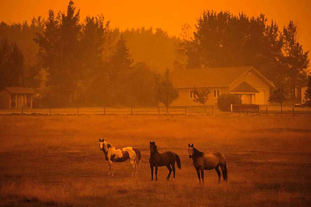 Thick smoke from wildfires fills the air and blocks out the sun as horses stand on a ranch just before 6 p.m. in Vanderhoof, B.C., on Wednesday. According to Environment Canada, sunset in the town on Wednesday was at 8:30 p.m. (Darryl Dyck / The Canadian Press)