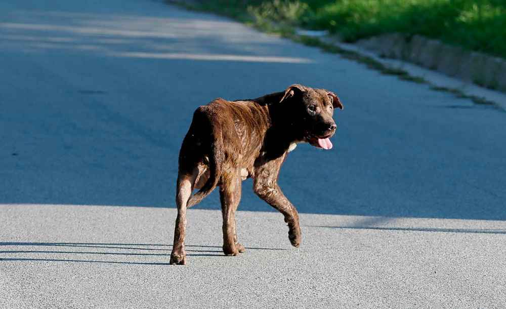 Many First Nations are plagued by packs of stray dogs roaming freely. (LM Otero / The Associated Press files)