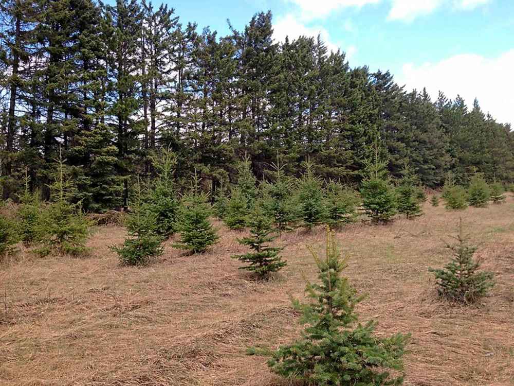 pinelandforestnursery.com
Pineland Forest Nursery will continue to operate until Dec. 31, 2018.