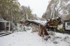 A large oak tree was completely uprooted by the storm and fell on a home at 441 Kingston Crescent at 6 a.m. (Ruth Bonneville / Winnipeg Free Press)