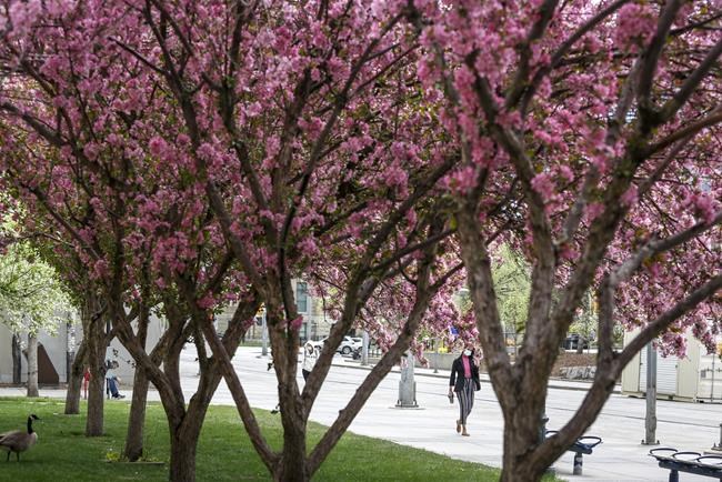 A woman walks past blossoming ornamental fruit trees as as COVID-19 restrictions continue in Calgary, Alta., May 17, 2021. THE CANADIAN PRESS/Jeff McIntosh
