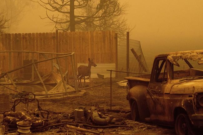 A deer wanders among homes and vehicles destroyed by the Dixie Fire in the Greenville community of Plumas County, Calif., on Friday, Aug. 6, 2021. (AP Photo/Noah Berger)