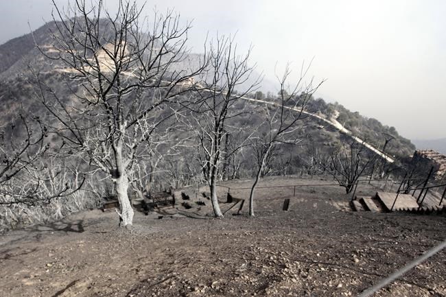 Burned trees are pictured near Tizi Ouzou some 100 km (62 miles) east of Algiers following wildfires in this mountainous region, Tuesday, Aug.10, 2021. Firefighters were battling a rash of fires in northern Algeria that have killed at least six people in the mountainous Kabyle region, the interior minister said Tuesday, accusing