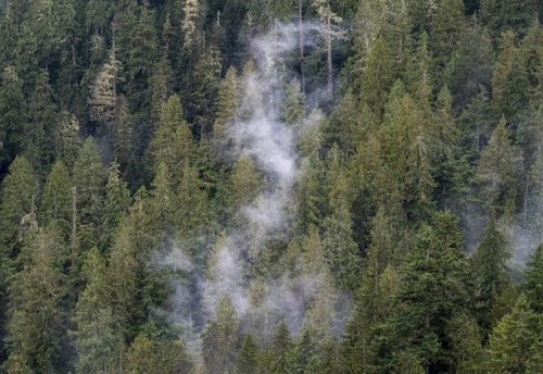 The clouds move among the old growth forest in the Fairy Creek logging area near Port Renfrew, B.C. Tuesday, Oct. 5, 2021. The government, which pledged in 2019 to plant 2 billion trees by 2030, has only planted 8.5 million trees so far, an access to information request by the Canadian Press shows. THE CANADIAN PRESS/Jonathan Hayward