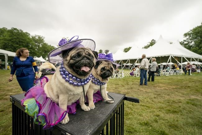 FILE - Matty Pugdashian pugs rests following their breed judging at the 145th Annual Westminster Kennel Club Dog Show, on June 12, 2021, in Tarrytown, N.Y. The Westminster Kennel Club's annual dog show has become the latest event to be postponed or canceled in New York as the number of coronavirus cases surges. The club's board of governors announced Wednesday, Dec 29, 2021, it was postponing its 2022 event, scheduled for late January, to later in the year. A new date wasn't given. (AP Photo/John Minchillo, File)