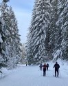 A group of cross country skiers glide along the freshly groomed trails at Cabin Creek Sno Park near Easton, Wash., on Dec. 19, 2021. When COVID-19 hit in the winter of 2020, many escaped cabin fever by hitting the ski trails and Nordic skis quickly became the new toilet paper – they were hard to find and sold out in stores. The ski boom has continued as the pandemic makes winter outdoor recreation appealing, but climate change means its future is uncertain. (AP Photo/Martha Bellisle)