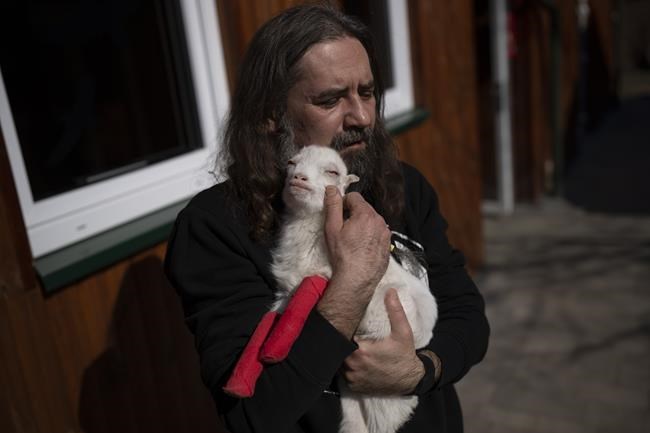 A carer holds Sascha, a baby goat with deformed hoofs rescued from Ukraine at the Ada veterinarian clinic in Przemysl, Poland, Monday, March 14, 2022. A veterinarian clinic in the eastern Poland has set up a rescue service for the pets left behind in Ukraine during the war. They have already helped rescue more than 400 animals from the war zone. (AP Photo/Daniel Cole)