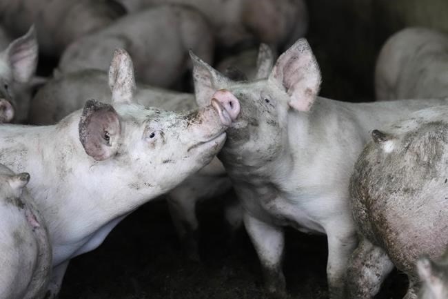 Pigs gather in their pen at a farm in Pruille-Le-Chetif, western France, Friday, March 18, 2022. Farmers worldwide are weighing whether to change their planting patterns and grow more wheat this spring as Russia's war in Ukraine has choked off or thrown into question grain supplies from a region known as “the breadbasket of the world.” The Black Sea region is a top producer of the grains used to feed livestock worldwide. (AP Photo/Francois Mori)