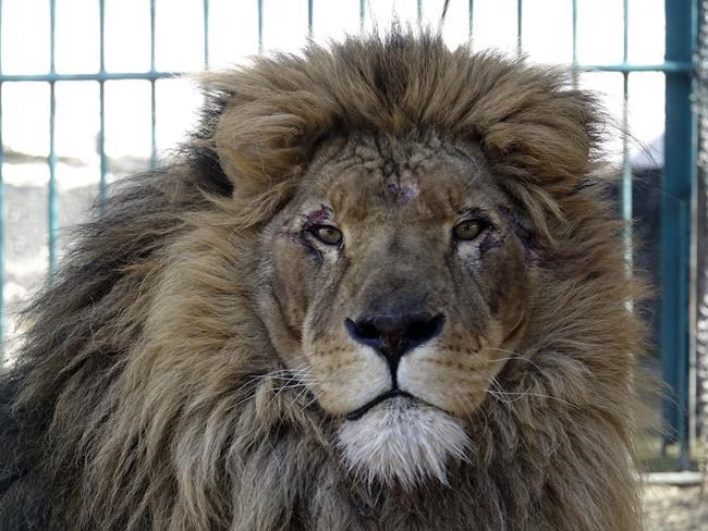 Adult male lion named Simba sits inside a cell at a zoo in Radauti, about 30 kilometers (18 miles) south of Romania's northern Siret border on Wednesday, March 23, 2022.The lion and a wolf wolf named Akyla, have been evacuated from a zoo in war-torn Ukraine to safety in Romania in what an animal rights group says was a four-day mission