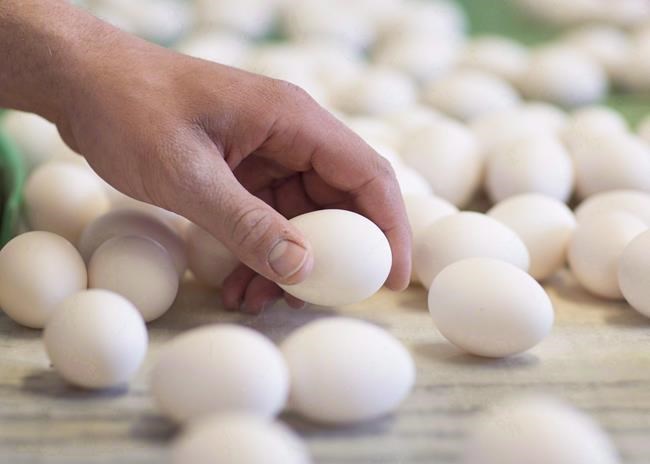 A farmer sorts through eggs as they exit the hen barn at his egg farm in Ontario, on Monday, March 7, 2016. Agriculture and Agri-Food Canada says the food industry is making adjustments to maintain supplies of poultry and eggs in the face of a large outbreak of avian flu in Canada and around the world. THE CANADIAN PRESS/Peter Power