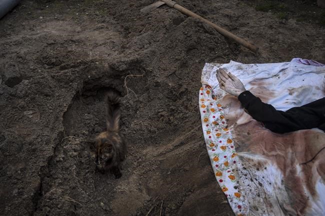 A cat rests inside the grave of Lyudmyla Kononuchenko, 51, who was buried by family and friends after being hit by a rocket on March 23 during the war with Russia, in Irpin, in the outskirts of Kyiv, Ukraine, Friday, April 15, 2022. The corpse of Lyudmyla was exhumed in the yard of her house and taken to the morgue for analysis. (AP Photo/Rodrigo Abd)