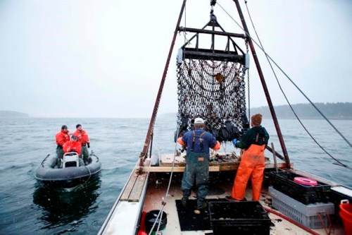 FILE — Marine Patrol officers, left, arrive for a routine inspection aboard scallop fisherman Donald Ricker's boat off Harpswell, Maine, Saturday, Dec. 17, 2011. America's commercial fishing industry fell 10% in catch volume and 15% in value during the first year of the COVID-19 pandemic in 2020, federal regulators said Thursday, May 12, 2022. Some of the largest value seafood species were once again New England staples, such as lobster, and sea scallops. (AP Photo/Robert F. Bukaty, files)