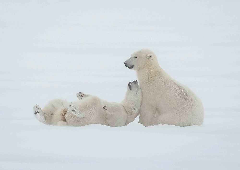 JESSICA LEE / WINNIPEG FREE PRESS
The province has failed to compile a comprehensive conservation management strategy that addresses the imminent crisis for the bears.