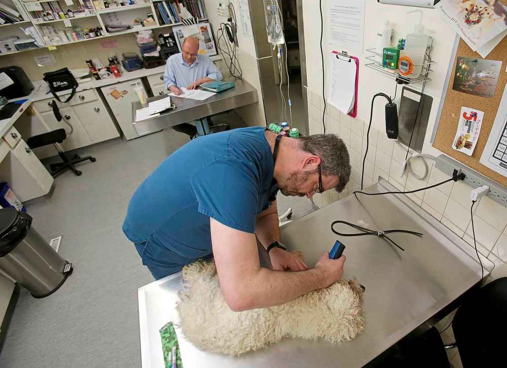 Steve Brown, a registered veterinary technician, prepares a dog for a blood test by shaving off a small patch of fur.
