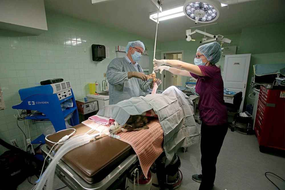 Dr. Scammell and Augustus work together to prepare a dog for surgery.