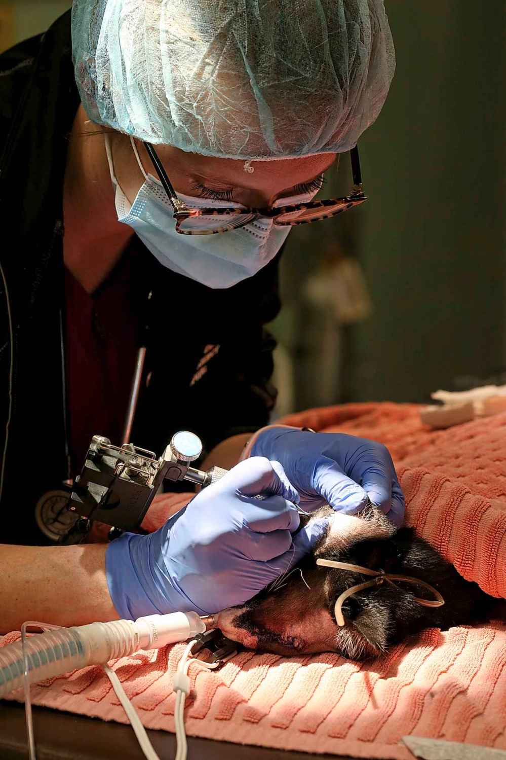 Julia Augustus, a registered veterinary technologist, tattoos an identification number on a young male cat.