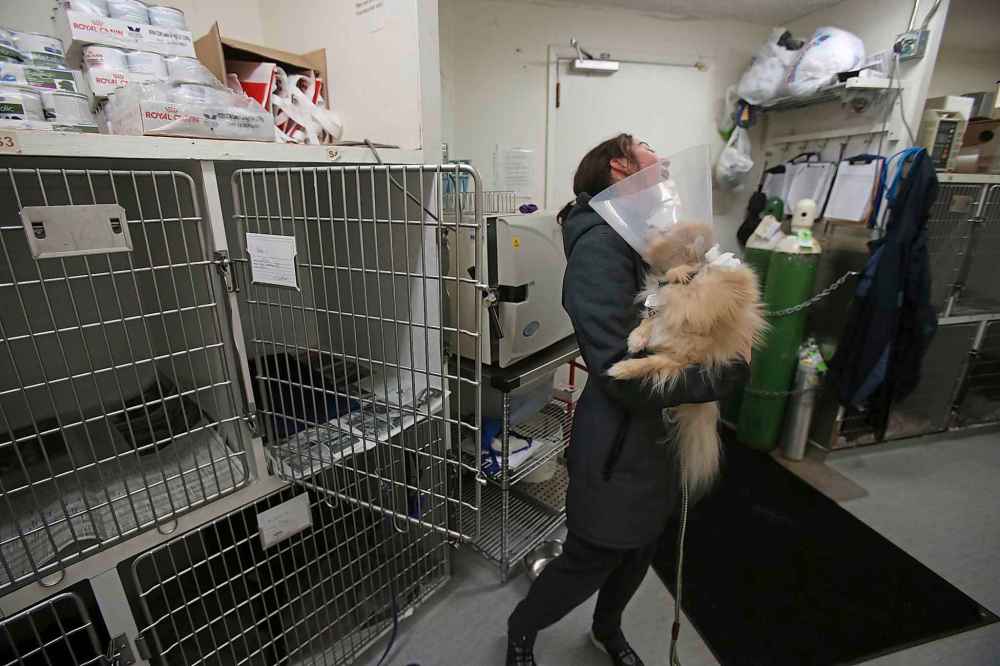Veterinary assistant Anika Toews prepares to take a canine patient named Ecko outside for a bathroom break.