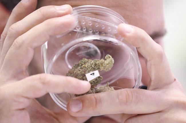 Jean Marc checks out a sample at a cannabis store in Winnipeg on October 17, 2018. Just after cannabis products started flying off shelves following legalization, Canopy Growth Corp. had an $26.9 million problem. THE CANADIAN PRESS/John Woods