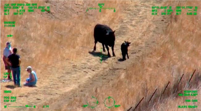 This photo from helicopter video posted by the California Highway Patrol shows part of a confrontation between an elderly couple, at left, with an unidentified man between them, and a cow and her calf, that required the intervention of the CHP in Fairfield in Northern California on Sunday, Aug. 9, 2020. Authorities said on Facebook that the unidentified couple had fallen to the ground after a cow gave chase to them in the Lynch Canyon Regional Park. They were hoisted into a helicopter to elude the angry bovine. THE CANADIAN PRESS/California Highway Patrol via AP