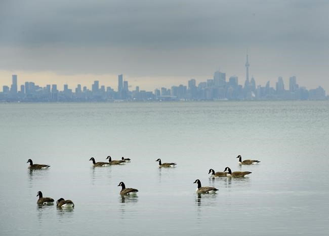 Canadian Geese swim in the cold waters of Lake Ontario overlooking the city of Toronto skyline in Mississauga, Ont., on Thursday, January 24, 2019. Environment Canada research scientists say the COVID-19-induced economic slowdown is leading to cleaner air in many Canadian cities. THE CANADIAN PRESS/Nathan Denette