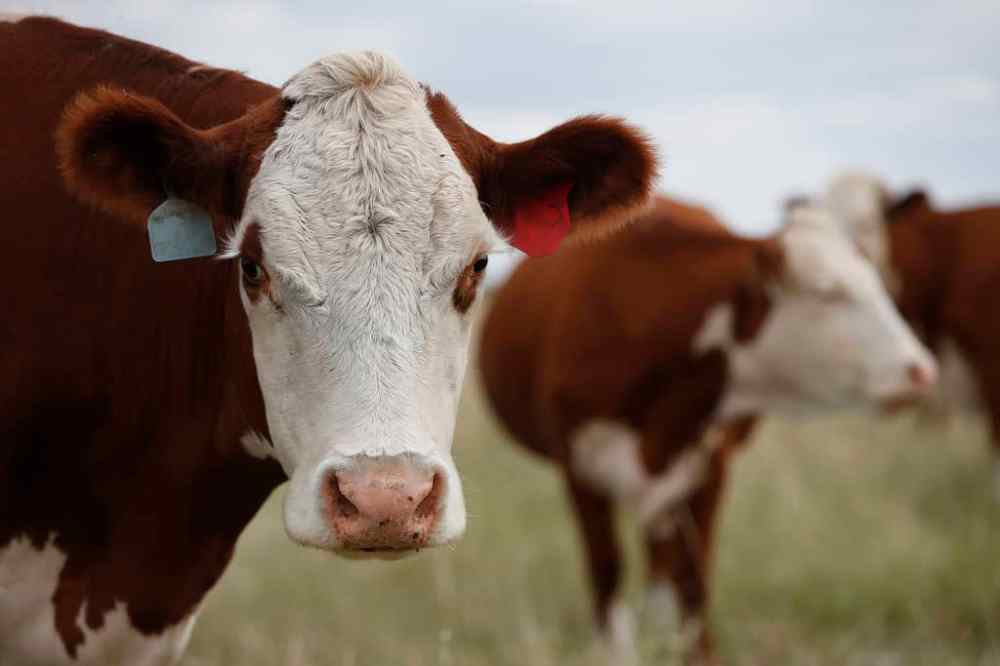 JOHN WOODS / WINNIPEG FREE PRESS
Across southern Manitoba, livestock and crops are aching for water and a reprieve from the scorching heat.