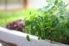 RUTH BONNEVILLE / WINNIPEG FREE PRESS
Nutrient-rich micro greens can be used on a sandwich, in salads or cooked as a side dish.