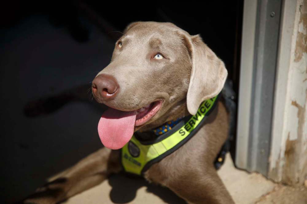 MIKE DEAL / WINNIPEG FREE PRESS
Getting a service dog to routinely perform specialized tasks can take years of training.