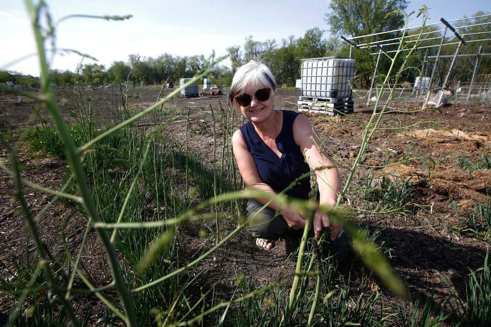 John Woods / Winnipeg Free Press
Barbara Ediger harvests asparagus at the Riverview Garden Society. She also volunteers at the Sustainable South Osborne Community Co-operative.