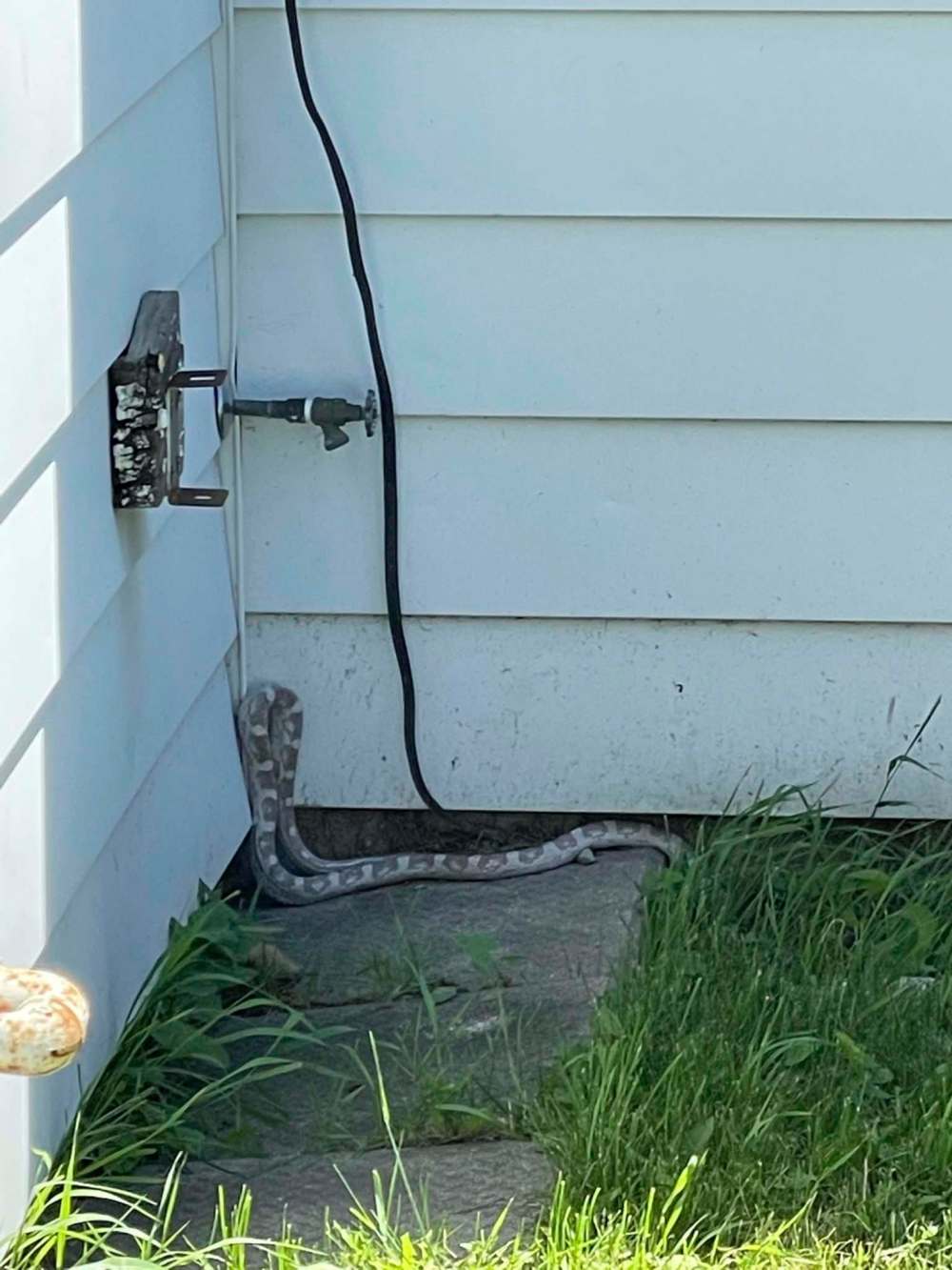 Breno Martins Photo
Vendramelli said the escape artist couldn’t inflict serious injury on most neighbours' pets and it was likely in more danger of being attacked by a cat or dog.