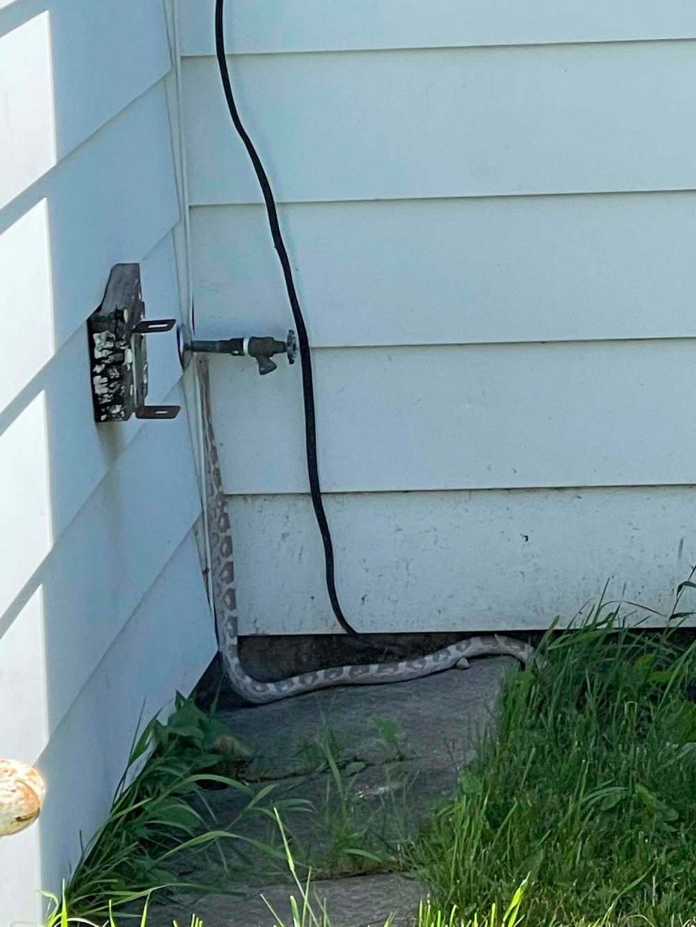 Breno Martins Photo
Snakes are natural escape artists, and will innately poke at their enclosures to search for an exit.