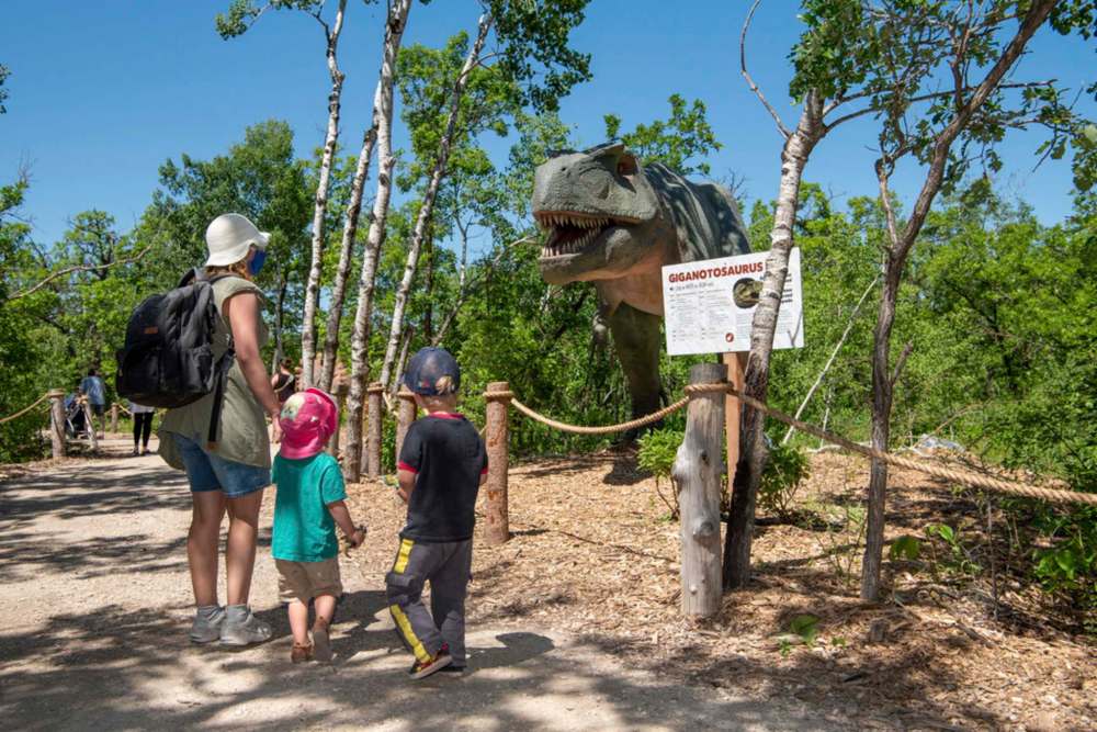 ALEX LUPUL / WINNIPEG FREE PRESS
Visitors to the Assiniboine Park Zoo take a sneak peek at a Giganotosaurus in the zoo's newest attraction, Dinosaurs Uncovered, in Winnipeg on Monday. The attraction features 17 life-size, animatronic dinosaurs along a forested trail in the northwest area of the Zoo. The zoo will be open to the public again starting Tuesday.