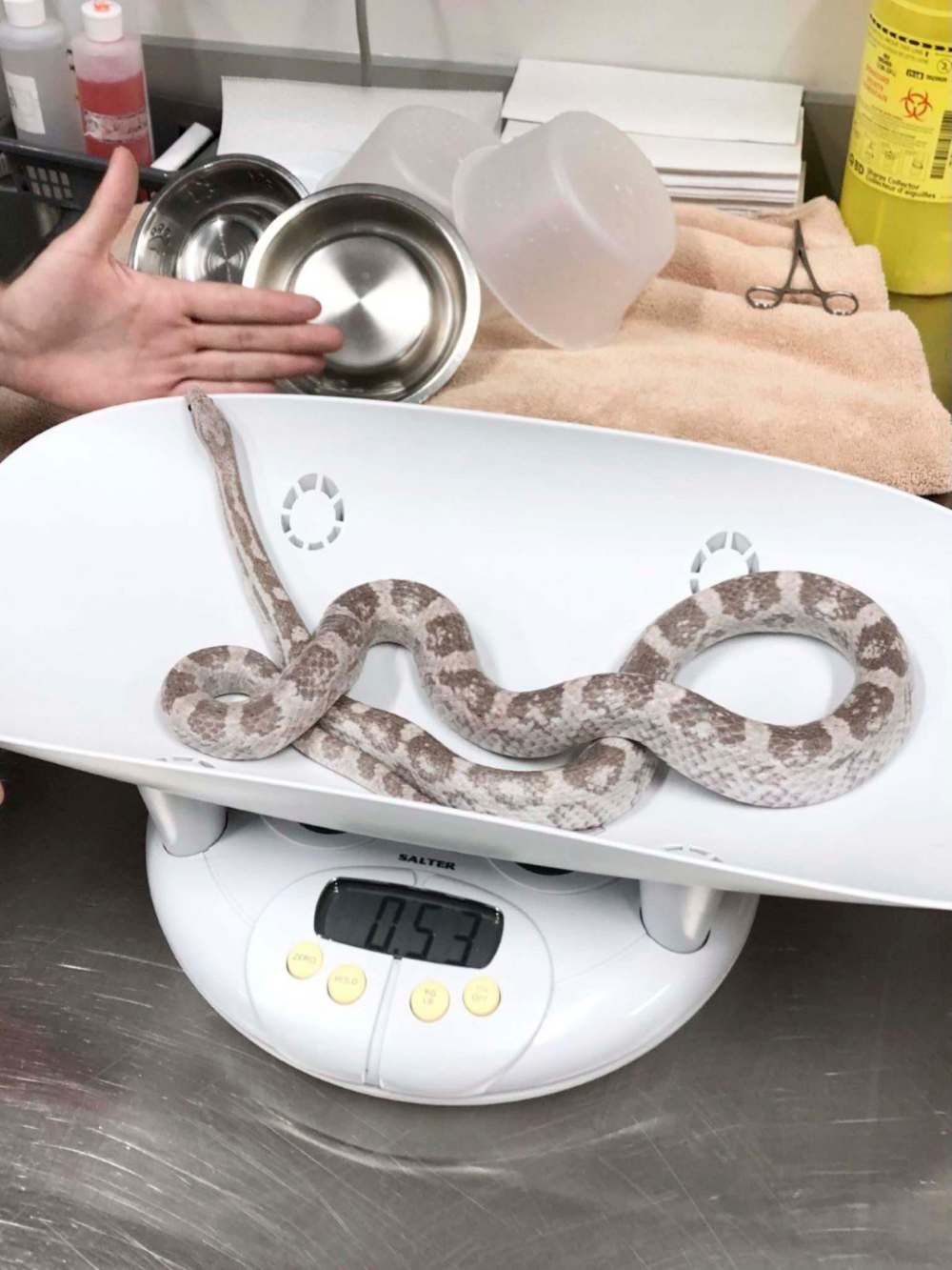 The snake weighed just over half a kilogram. (Supplied)