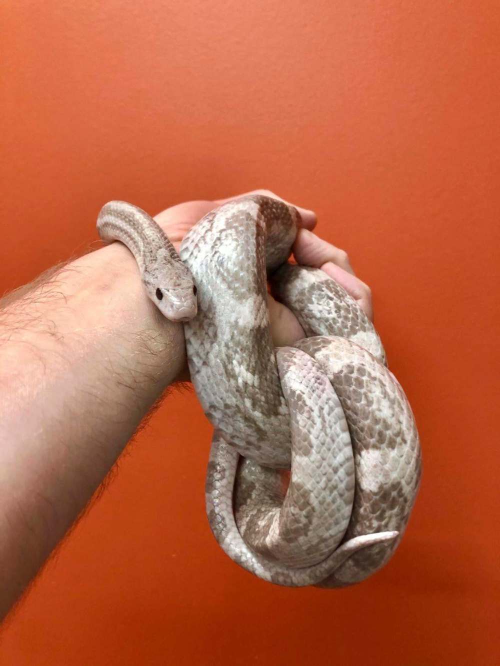 The corn snake is an exotic colour, so it has a different appearance than the average corn snake, says Watson. (Supplied)