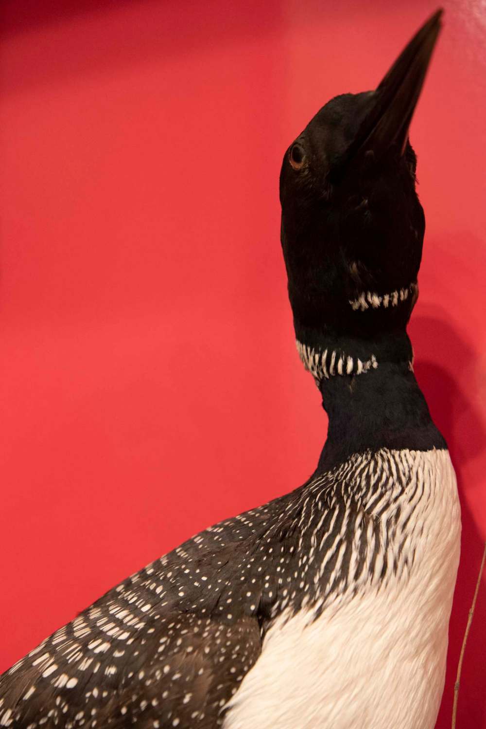 Various bird species are among the collections at the museum. (Alex Lupul / WInnipeg Free Press)
