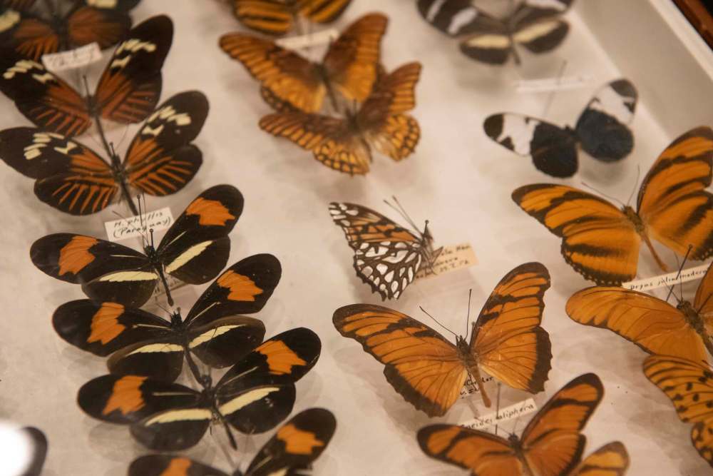 The C.S. Quelch Lepidoptera collection featuring more than 8,000 butterfly and moth specimens from around the world collected by former Transcona teacher and principal Christopher Stephen Quelch. (Alex Lupul / WInnipeg Free Press)