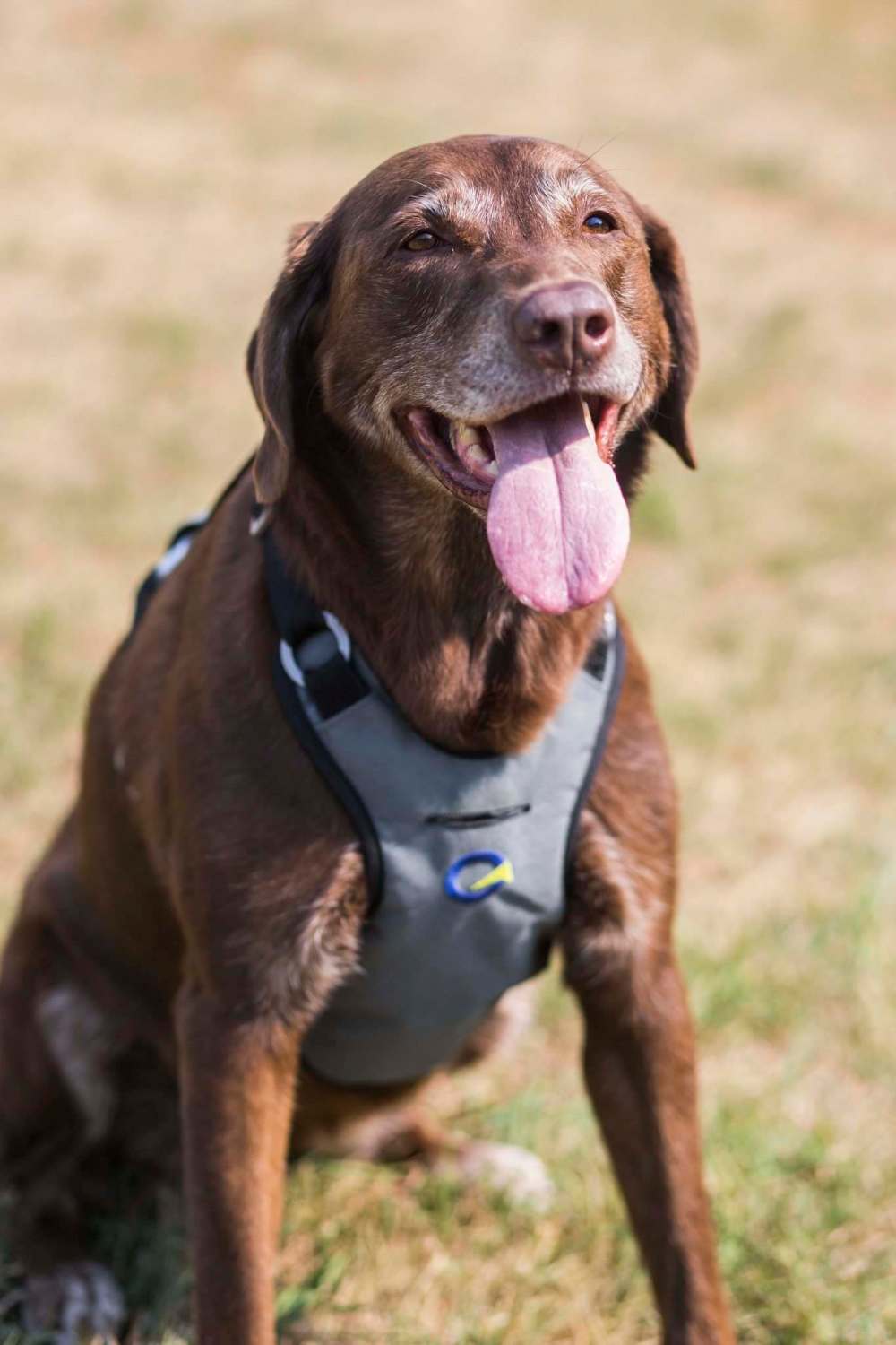 Nala models the Optimus Gear Co. harness. (Mikaela MacKenzie / Winnipeg Free Press)
