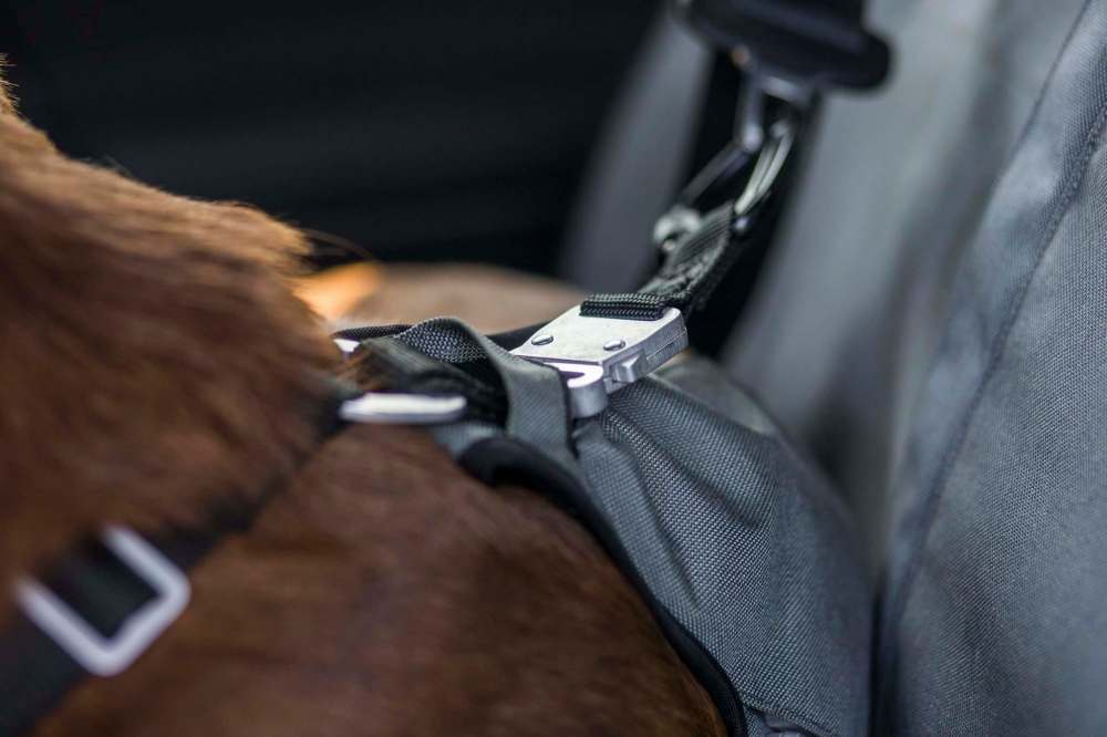 The Optimus Gear Co. dog restraint system features custom-created aluminum buckles that work with seatbelts to keep you and your canine companion safe on the road. (Mikaela MacKenzie / Winnipeg Free Press)