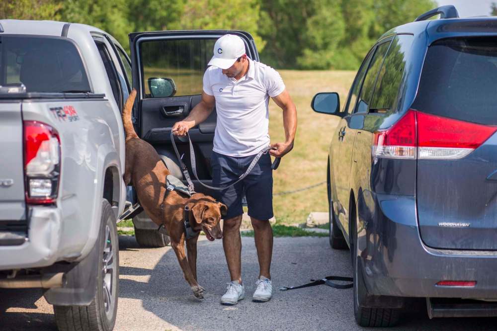 In addition to keeping your dog safe, the harness was also designed to be cool and comfortable. (Mikaela MacKenzie / Winnipeg Free Press)