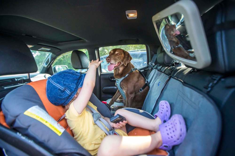 Chocolate lab Nala, with Naomi, demonstrate the Optimus Gear Co. dog restraint and leash system. (Mikaela MacKenzie / Winnipeg Free Press)
